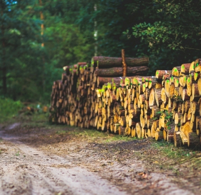 tronchi legno selezione grosso legnami